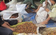 Thương lái Trung Quốc lùng mua hạt mây rừng