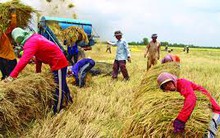 Thái Lan không thể bán tháo gạo 