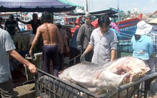 Ngư dân Phú Yên trúng đậm cá ngừ đại dương