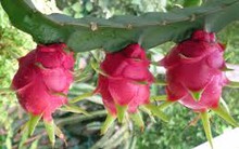 Thanh long và khoai lang rớt giá 