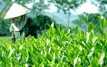 Giá chè của Việt Nam vẫn thấp