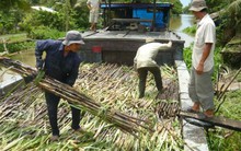 Giá đường thấp, nhiều nhà máy đường dừng hoạt động