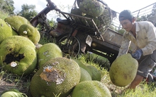 Giá trái cây giảm sâu, nhà vườn Đồng Nai, ĐBSCL khóc ròng