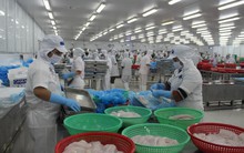 Nghị định cá tra: Thực hiện có lộ trình, phù hợp với điều kiện thị trường