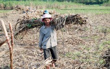 “Vị đắng” mía đường