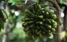 Có dễ làm giàu từ cây phật thủ?