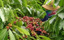 Đang vụ thu hoạch, cà phê liên tiếp rớt giá