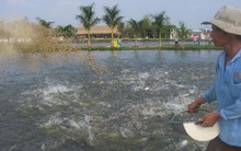 HVG tiếp tục đầu tư hơn 300 tỷ đồng xây thêm 3 nhà máy chế biến cá tra