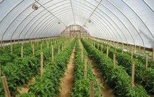 Đến 2020, xây dựng 11 khu nông nghiệp ứng dụng công nghệ cao