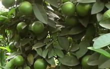 Trồng cam, thu hoạch tiền tỉ mỗi năm