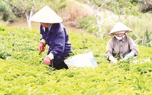 “Thất bát” xuất khẩu chè cả năm