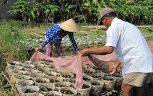 Làng hoa Phó Thọ vào vụ tết