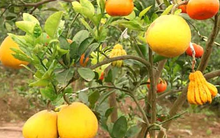Xuất hiện cây ngũ quả - hàng độc chơi Tết ở Hà Nội