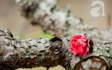 Đầu xuân, gặp người chủ của giống đào 10 triệu đồng/bông