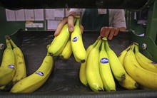 Công ty chuối lớn nhất thế giới trị giá 1 tỉ USD