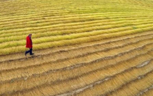 Nông dân Pháp trước 'bài toán' giảm dùng thuốc trừ sâu