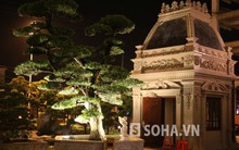 Vườn cây triệu đô trong khuôn viên lâu đài đại gia Phủ Lý