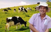 Vì sao bầu Đức dốc hàng ngàn tỷ nuôi bò sữa?