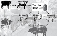 Ông Đặng Văn Thành lên Lâm Đồng nuôi bò 'biết uống bia, nghe nhạc'