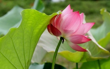 Vì sao lại kiêng động thổ xây nhà và mua xe trong 'tháng cô hồn'?