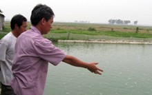 Đau đầu vì... giống