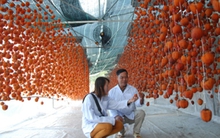 Đem công nghệ Nhật Bản về sấy hồng Đà Lạt