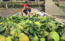 Bưởi Tết sẽ thiếu nguồn cung?