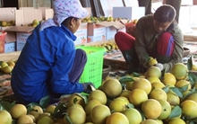 Rộn ràng mùa cam