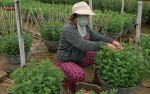 Làng hoa cúc vào vụ tết