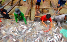 Xuất khẩu nông sản tăng trưởng ngoạn mục