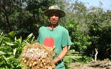 Khoai lùn Thái trồng chơi ăn thật