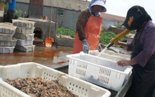 Phát sợ đặc sản tôm khô: Ngâm hóa chất, đốt cháy khét