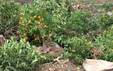 Sát Tết, quất chết bất thường, người trồng lo lắng