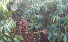 Giá cà phê “gây sốc” ngày đầu tiên của năm 2015