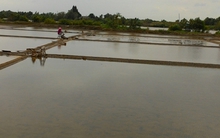 Phấn khởi vào vụ muối