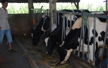 Ế sữa nguyên liệu