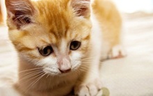 Ngân hàng lớn nhất Nga câu khách bằng... mèo