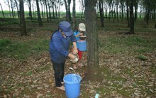 Cao su Thống Nhất: Quý 2 lãi ròng 11,4 tỷ đồng, giảm 33% so với cùng kỳ