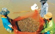 9 tháng, nhiều doanh nghiệp thủy sản lãi lớn