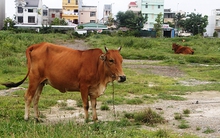 Đòi phân lô bán nền dự án trung tâm thương mại