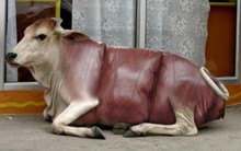 20 mẫu thiết kế sofe độc đáo nhất hành tinh