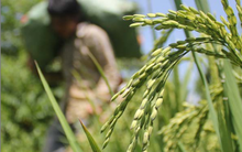 Thương lái "ăn hết" của nông dân