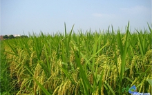 NSC và những tranh cãi xung quanh chương trình phát hành cổ phiếu giá cao