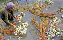 Tỷ lệ lao động nữ tại Việt Nam thuộc nhóm cao nhất thế giới, mừng hay lo?