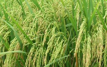 Vụ thất thoát, thua lỗ tại Vinafood 2: Chuyển hồ sơ cho Thanh tra Chính phủ