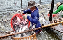 ABT đăng ký bán toàn bộ 2,6 triệu cổ phiếu quỹ