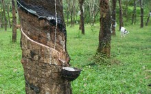 Cao su tự nhiên trước diễn biến giá không như kỳ vọng