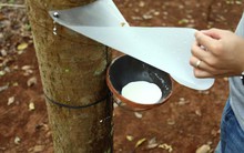 Cao su Đồng Phú: Năm 2013 ước đạt 340 tỷ đồng lợi nhuận, vượt 5% kế hoạch sau điều chỉnh