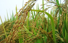 Trái đắng từ đấu thầu gạo giá rẻ của Vinafood 1,2