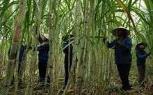 Sau BHS, "Công chúa mía đường" tiếp tục gom thêm 5,4 triệu cổ phiếu NHS